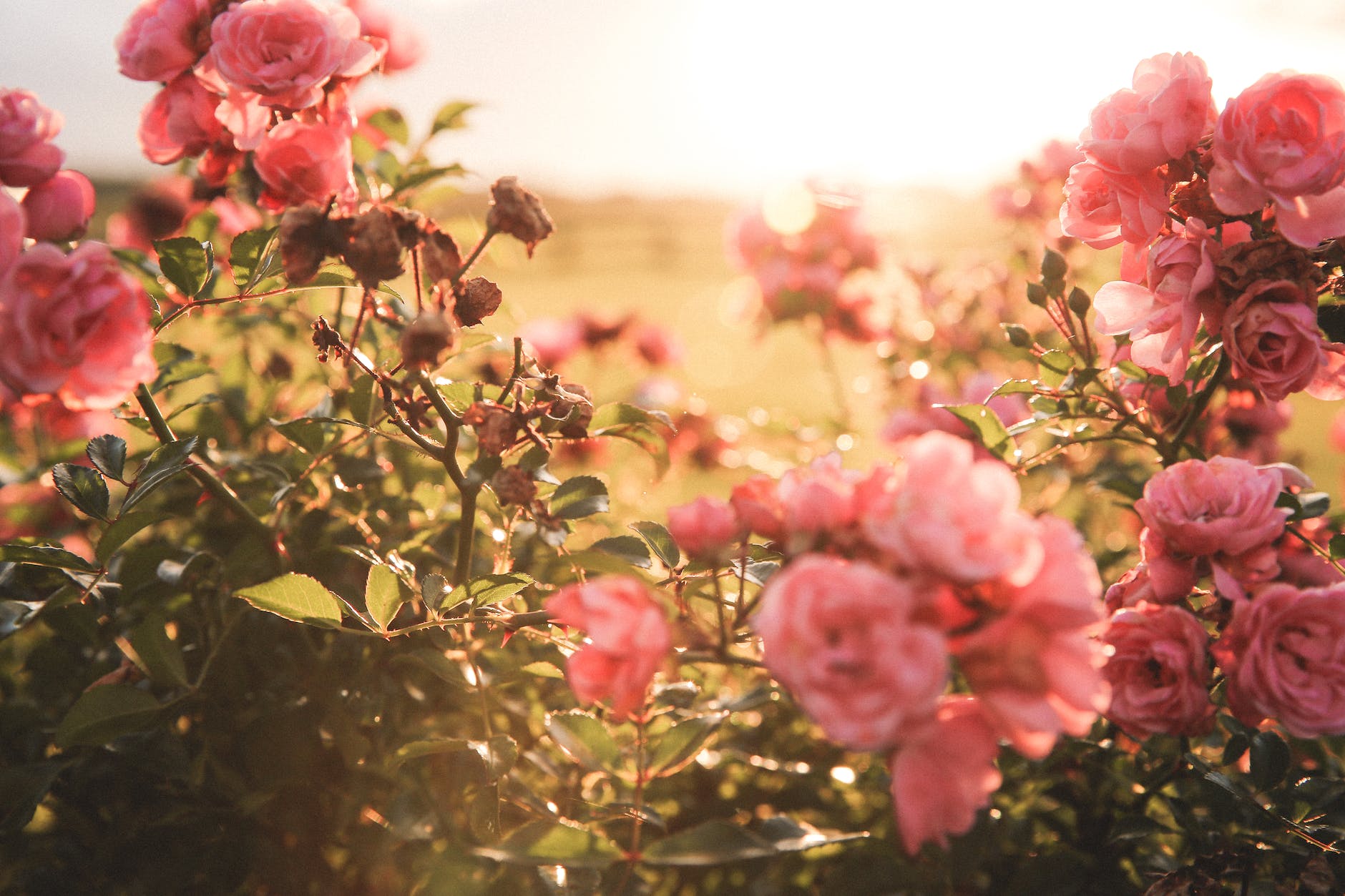pink flowers in the garden