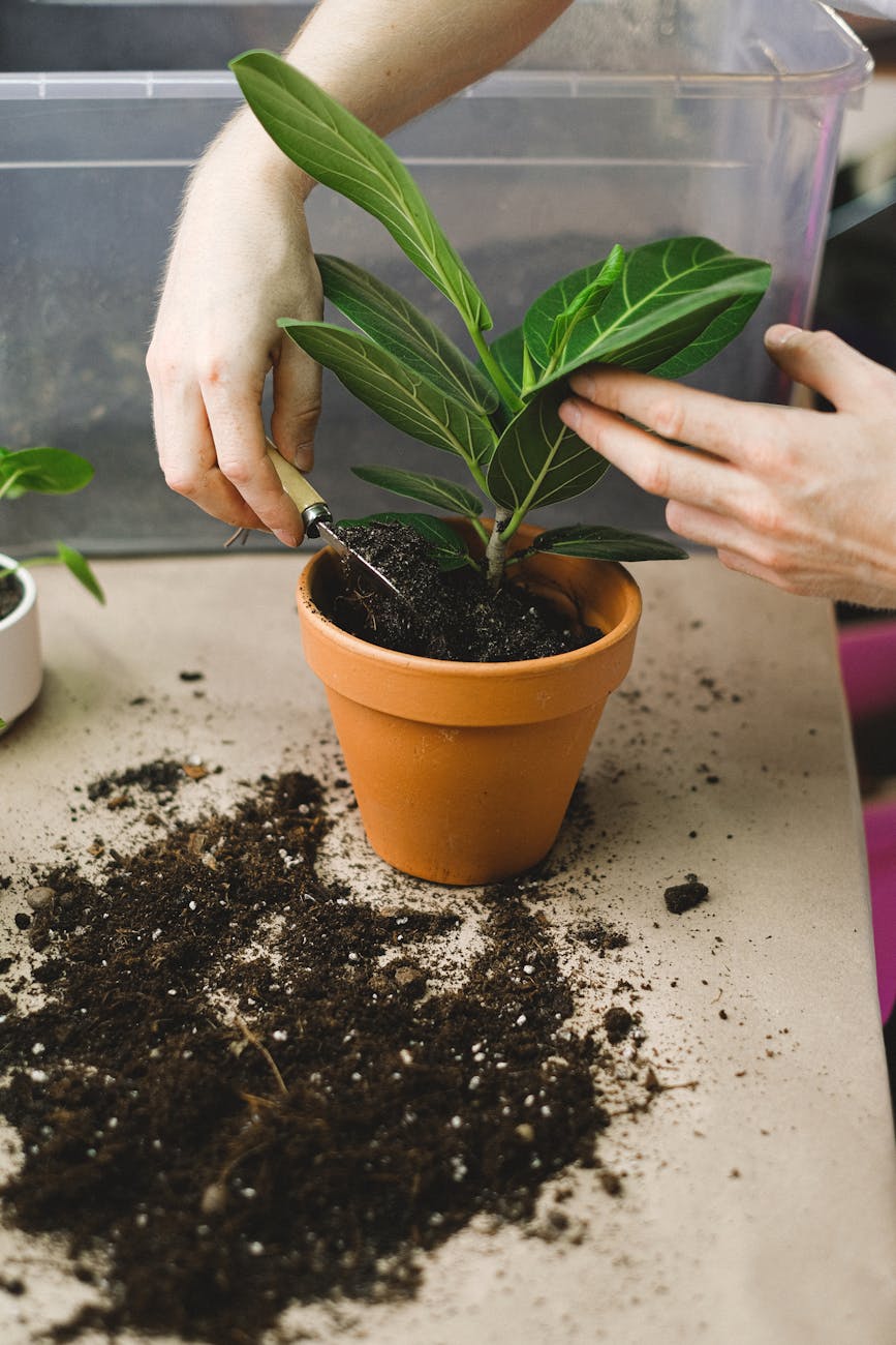 close up of man putting plant on pot
